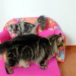 Leaena Main Coon Cattery - Cattery