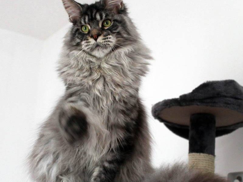 Leaena Main Coon Cattery - Cat 2013