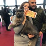 Leaena Main Coon Cattery - Cat 2017