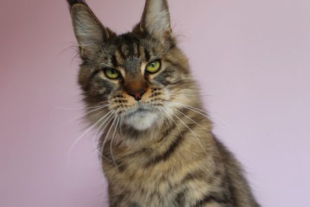 Leaena Main Coon Cattery - Cat Ludaa's Candies 1