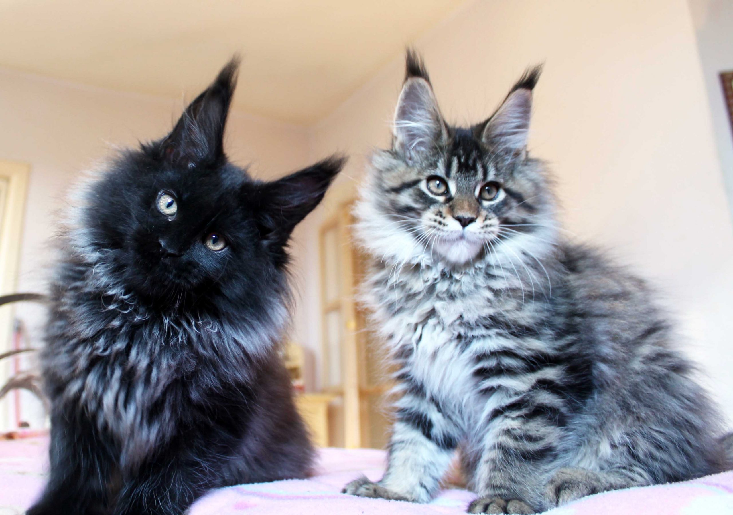 Leaena Main Coon Cattery - Kittens