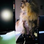 Leaena Main Coon Cattery - Cat