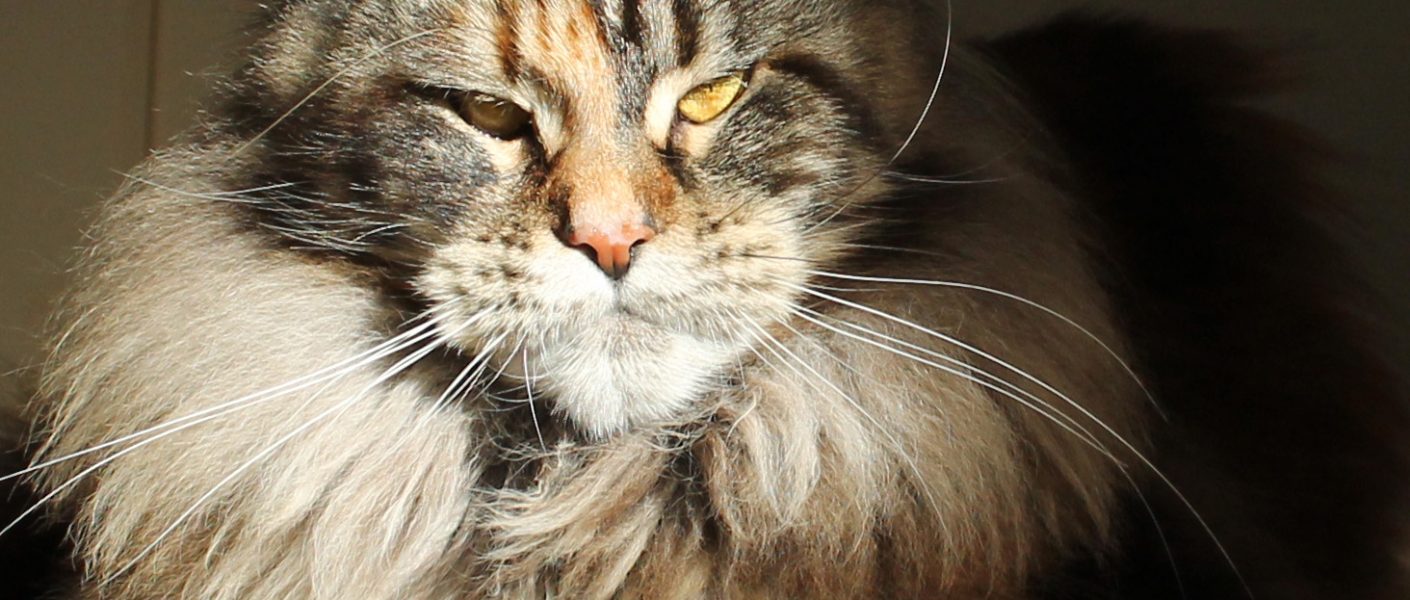 Leaena Main Coon Cattery - Cat Sharmuar Wandering Alice 6