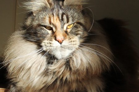 Leaena Main Coon Cattery - Cat Sharmuar Wandering Alice 6