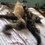 Leaena Main Coon Cattery - Mother and Kittens