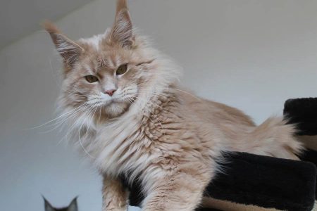 Leaena Main Coon Cattery - Cat 2012