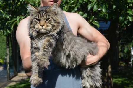 Leaena Main Coon Cattery - Cat 2014