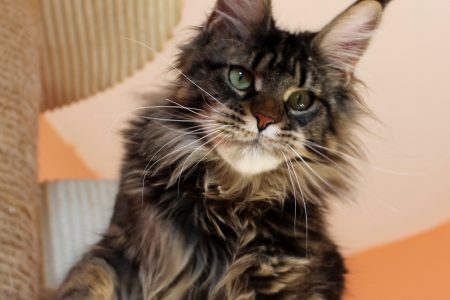 Leaena Main Coon Cattery - Cat 2019