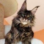 Leaena Main Coon Cattery - Cat Elizabeth Taylor 1