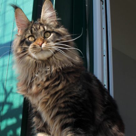 Leaena Main Coon Cattery - Cat Elizabeth Taylor 2
