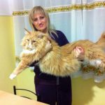 Leaena Main Coon Cattery - Cat Leo
