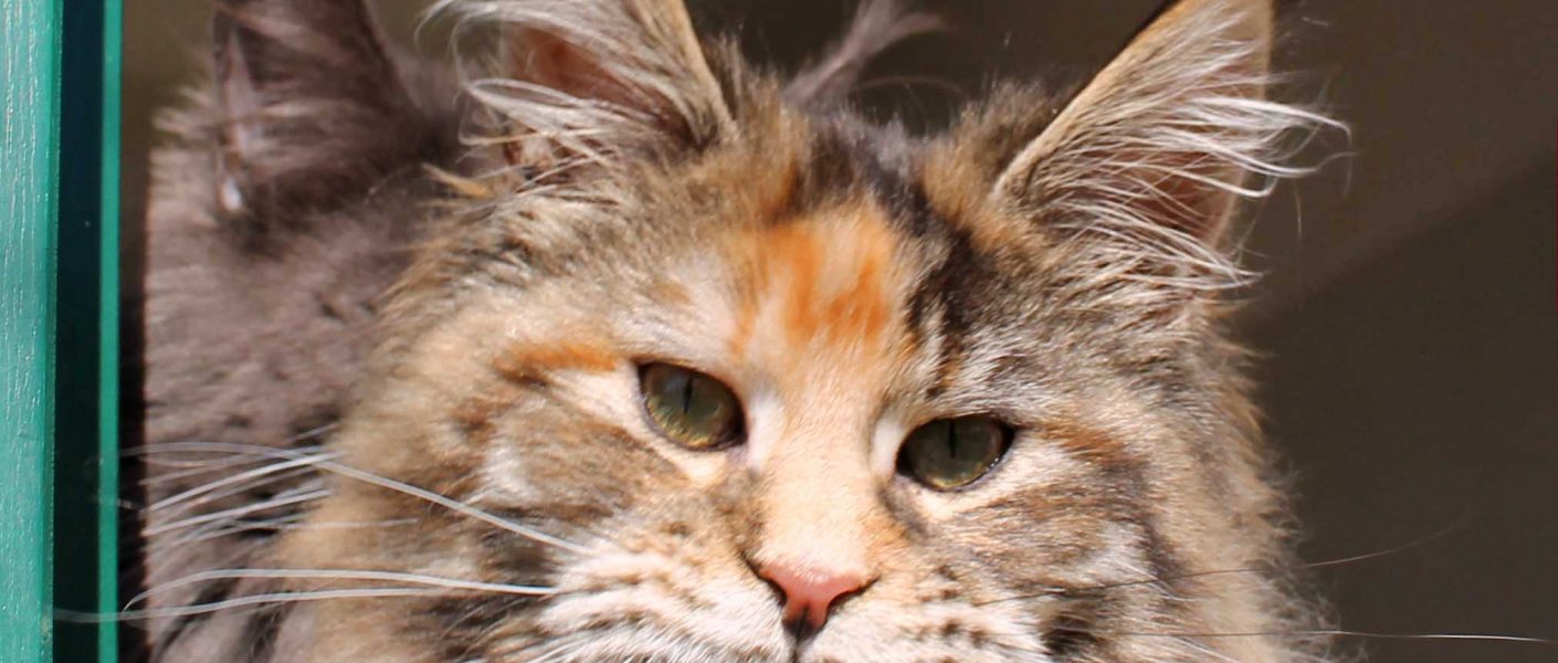 eaena Main Coon Cattery - Cat Flora D’el Cuetu 1